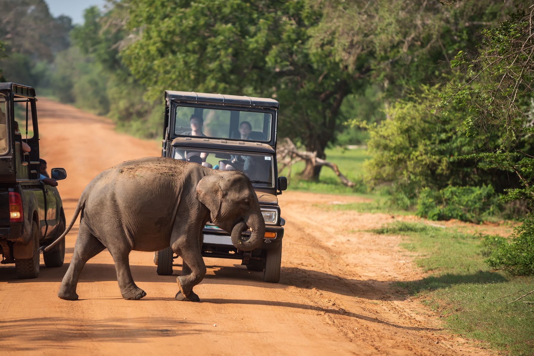 An image of a jeep driving through a dense jungle with tall trees and foliage on both sides. A guide is standing on the back of the jeep, pointing towards a group of animals in the distance, including elephants, zebras, and giraffes. The sun is shining through the leaves, casting dappled shadows on the ground